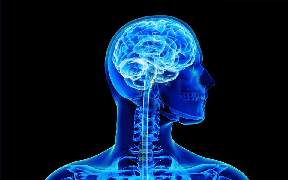 cerveau