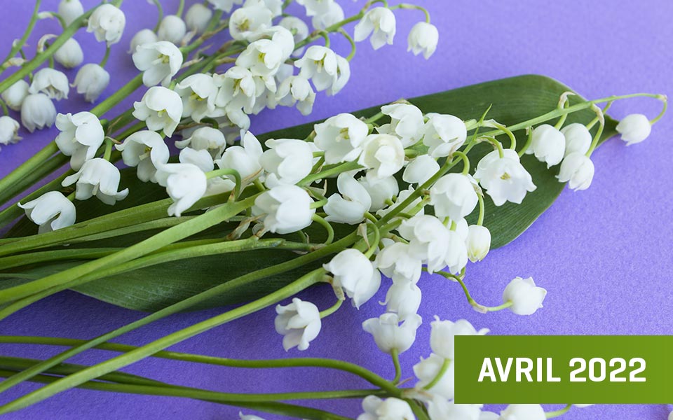 muguet