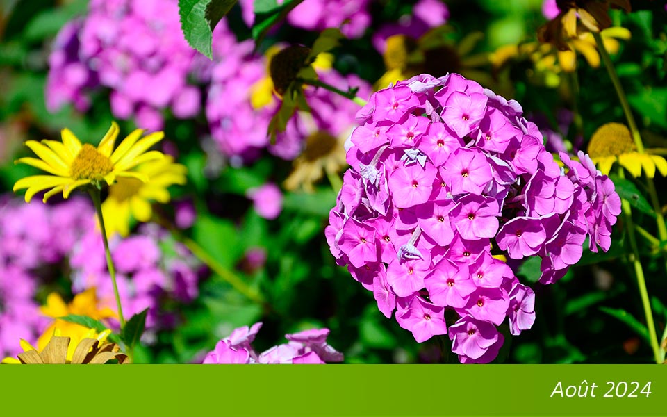 hortensia